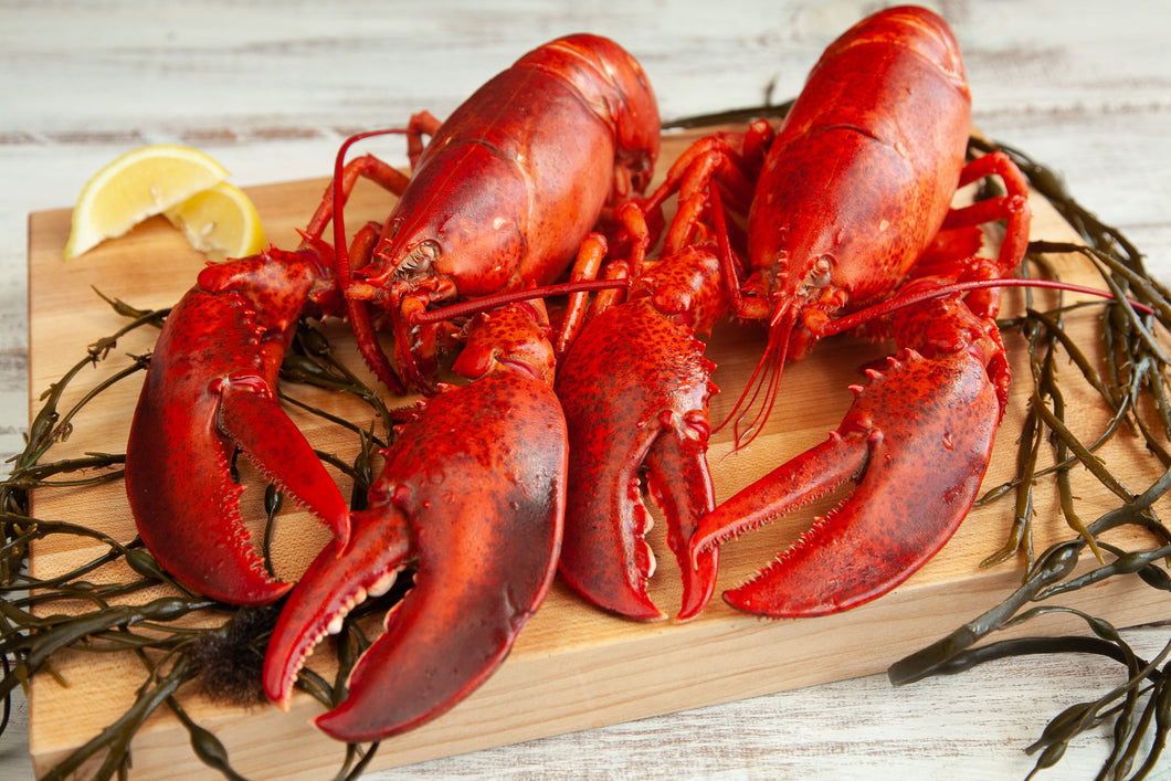 Jumbo Live Lobster
